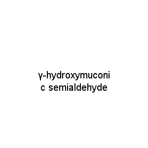γ-hydroxymuconic semialdehyde